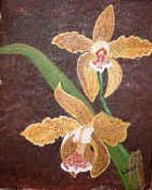 lilly schytt